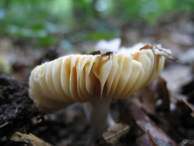 Russula risigalina  